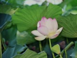 Fiore-di-Loto
