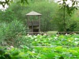 Foto-Parco-del-Loto-Autore-Giovanni-Bartolotti
