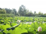 Veduta-panoramica-della-fioritura-dei-fiori