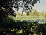 fiori di loto