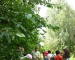 Gli-alberi-e-gli-arbusti-a-dimora-nel-parco