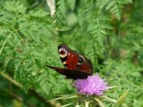 Flora-e-fauna-alle-buche-Gallamini-autore-L.-Cavassa