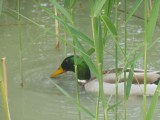 Le-anatre-dello-stagno-dell-Etnoparco