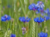 fiordaliso-nel-campo-di-grano