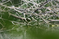 Alla-scoperta-di-Fornace-Violani